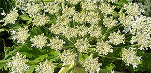 Medvetalp (<i>Heracleum giganteum</i>)