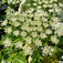 Medvetalp (<i>Heracleum giganteum</i>)