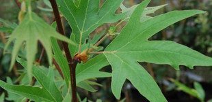 Keleti platán (<i>Platanus orientalis</i> ''Digitata'')