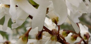 Hóvessző (<i>Abeliophyllum distichum</i>)