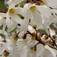 Hóvessző (<i>Abeliophyllum distichum</i>)