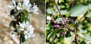 Fanyarka (<i>Amelanchier ovalis</i>)