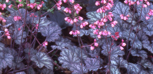 Tűzeső (<i>Heuchera</i>)