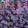 Tűzeső (<i>Heuchera</i>)
