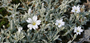 Molyhos madárhúr (<i>Cerastium tomentosum</i>)