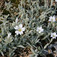 Molyhos madárhúr (<i>Cerastium tomentosum</i>)
