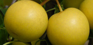 Japán körte, nasi 'Nijisseiki' (<i>Pyrus pyrifolia</i> ''Nijisseiki'')