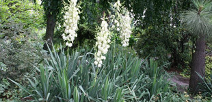 Pálmaliliom (<i>Yucca filamentosa</i>)