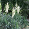 Pálmaliliom (<i>Yucca filamentosa</i>)