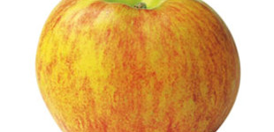 'Gravensteini' alma (<i>Malus domestica</i> ''Gravensteiner'')