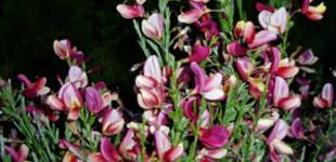 Zanót (<i>Cytisus praecox</i> 'Hollandia')