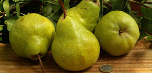 Packham's Triumph körte (<i>Pyrus communis</i> ''Packham's Triumph'')