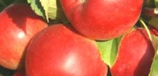 'Rajka' alma (<i>Malus domestica</i> ''Rajka'')