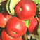'Rajka' alma (<i>Malus domestica</i> ''Rajka'')