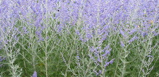 Sudárzsálya (<i>Perovskia atriplicifolia</i>)