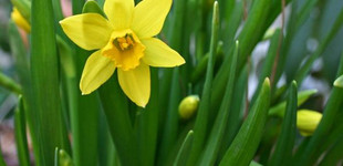 Nárcisz (<i>Narcissus sp</i>)