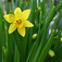Nárcisz (<i>Narcissus sp</i>)