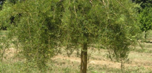 Borsófa (<i>Caragana arborescens</i> 'Walker')