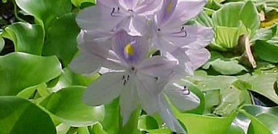 Lilás vízijácint (<i>Eichhornia crassipes</i>)