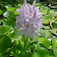 Lilás vízijácint (<i>Eichhornia crassipes</i>)