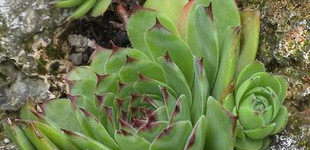 Kövirózsa (<i>Sempervivum tectorum</i>)