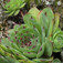 Kövirózsa (<i>Sempervivum tectorum</i>)