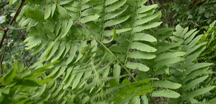 Óriás királypáfrány (<i>Osmunda regalis</i>)