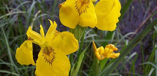 Mocsári nőszirom (<i>Iris pseudacorus</i>)