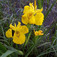 Mocsári nőszirom (<i>Iris pseudacorus</i>)