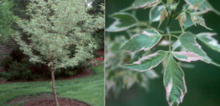 'Flamingó' zöld juhar (<i>Acer negundo</i> 'Flamingo')