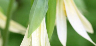 Nagyvirágú harangfű (<i>Uvularia grandiflora</i>)