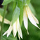 Nagyvirágú harangfű (<i>Uvularia grandiflora</i>)