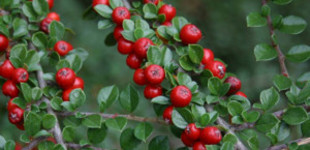 Kerti madárbirs (<i>Cotoneaster horizontalis</i>)