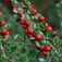 Kerti madárbirs (<i>Cotoneaster horizontalis</i>)