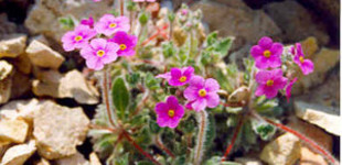 Gombafű (<i>Androsace sarmentosa, sempervivoides</i>)