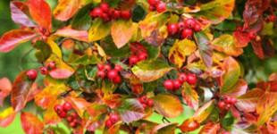 Szilvalevelű galagonya (<i>Crataegus prunifolia</i> 'Splendens')