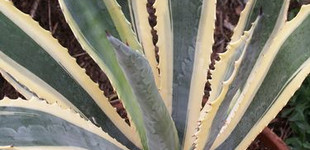 Agávé (<i>Agave americana</i>)