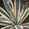 Agávé (<i>Agave americana</i>)