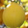 Citrom (<i>Citrus x limon</i>)