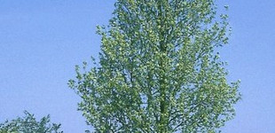 Juharlevelű platán (<i>Platanus x acerifolia</i> ''Tremonia'')