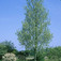 Juharlevelű platán (<i>Platanus x acerifolia</i> ''Tremonia'')