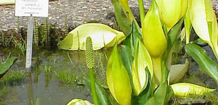 Lápbuzogány (<i>Lysichiton sp.</i>)