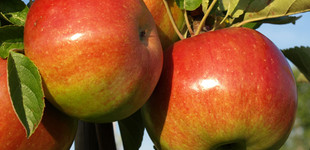 'Lord Lambourne' alma (<i>Malus domestica</i> ''Lord Lambourne'')