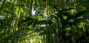 Kaukázusi szárnyasdió (<i>Pterocarya fraxinifolia</i>)