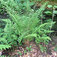 Termetes pajzsika (<i>Dryopteris borreri</i>)
