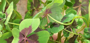 Madársóska (<i>Oxalis deppei</i>)
