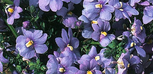 Kék vörösbegyvirág (<i>Nemesia caerulea</i>)