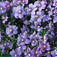 Kék vörösbegyvirág (<i>Nemesia caerulea</i>)