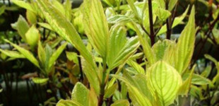 Fehértarka levelű som  (<i>Cornus alba</i> 'Gouchaultii')