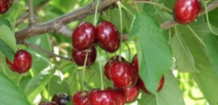 Cseresznye (<i>Cerasus avium</i> 'Linda')